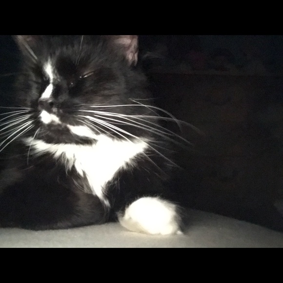 Meet your Posher, Hugo - Picture 1 of 1